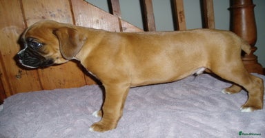 Boxer dogs - Advert 7