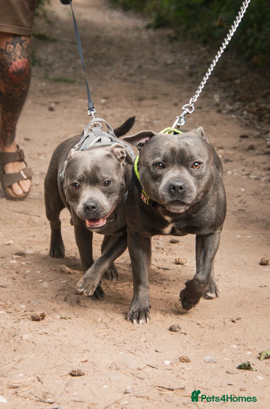 Staffordshire Bull Terrier dogs for sale: Beautiful blue Staffordshire bull terrier puppys - Advert 2