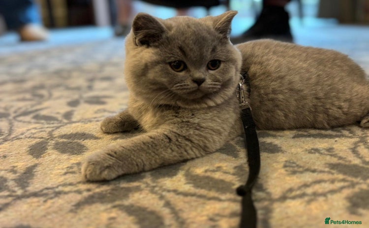 British Shorthair cats 2 beautiful kittens left ready for new homes now  - Advert 7