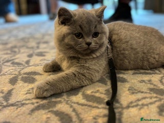 British Shorthair cats 2 beautiful kittens left ready for new homes now - Advert 7