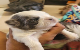 Shih Tzu dogs for sale: Adorable Tiny Imperial ShihTzu  - Image 2