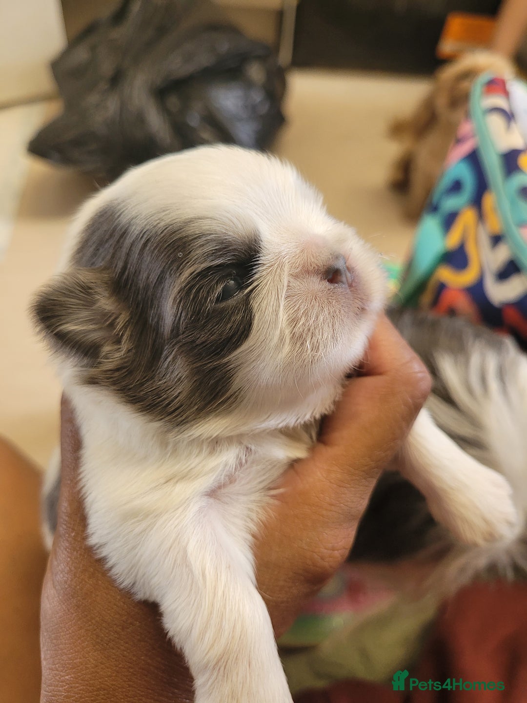 Shih Tzu dogs for sale: Adorable Tiny Imperial ShihTzu  - Image 2