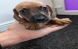 Dachshund dogs for sale: 5 week Old Dachshunds - Image 17