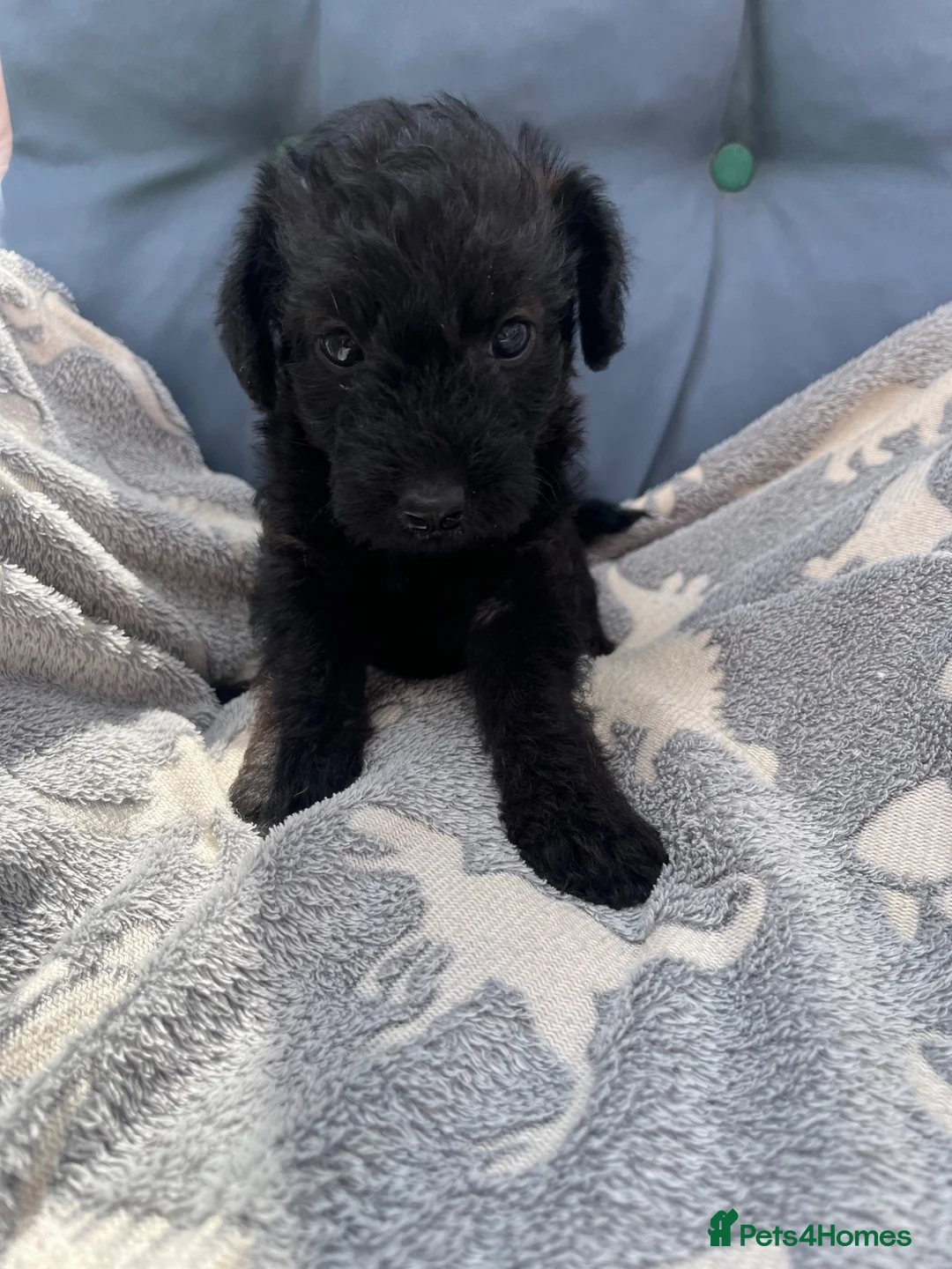 Jackapoo dogs for sale: Beautiful jackapoo puppies  - Advert 1