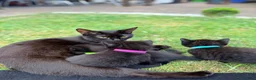 Mixed Breed cats for sale: kittens in Derby - Advert 2