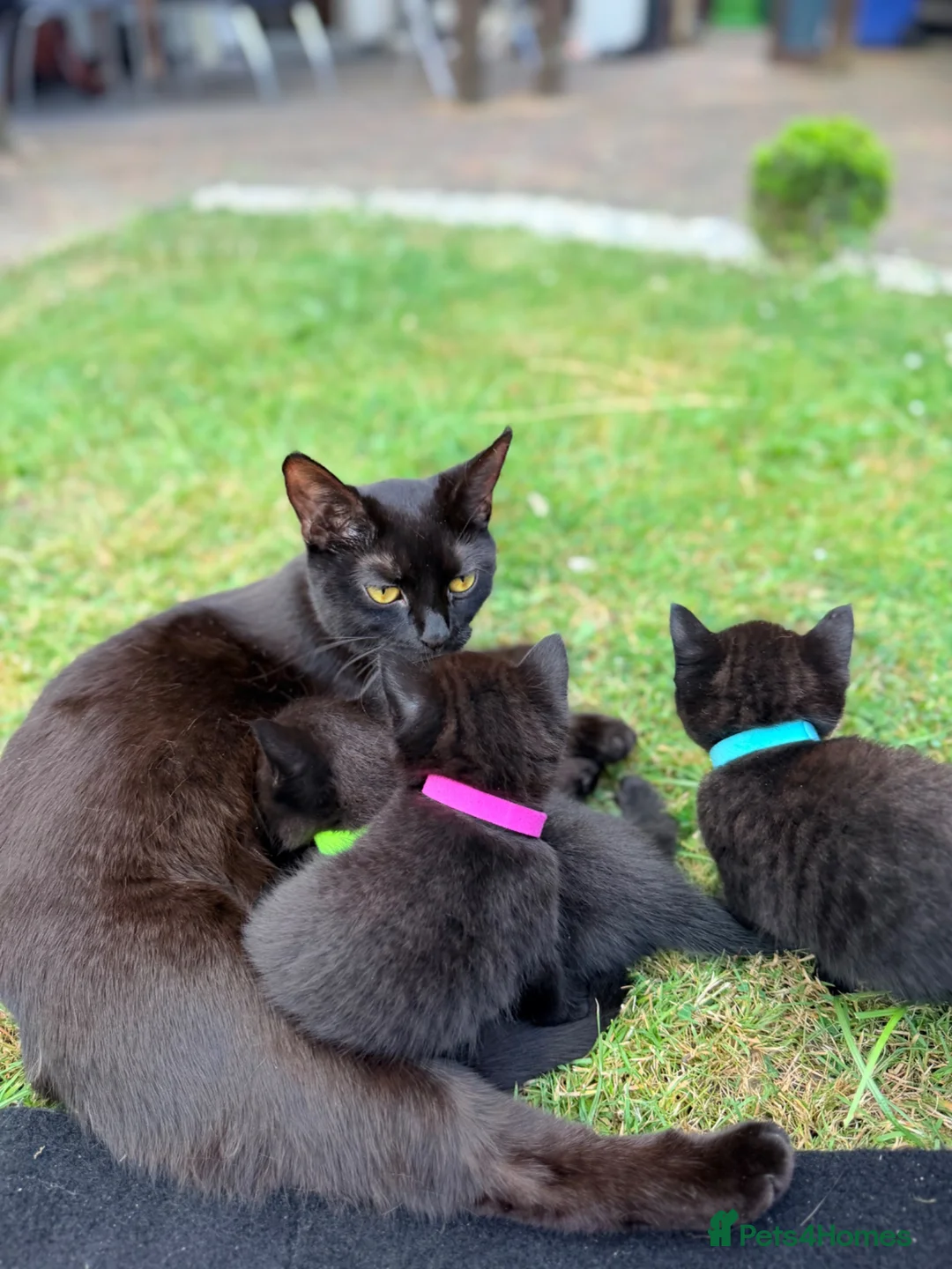 Mixed Breed cats for sale: kittens in Derby - Advert 2