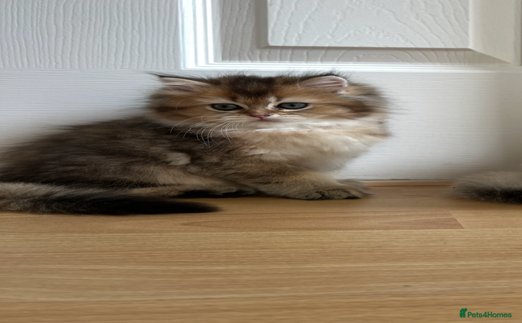 British Longhair cats - Advert 6