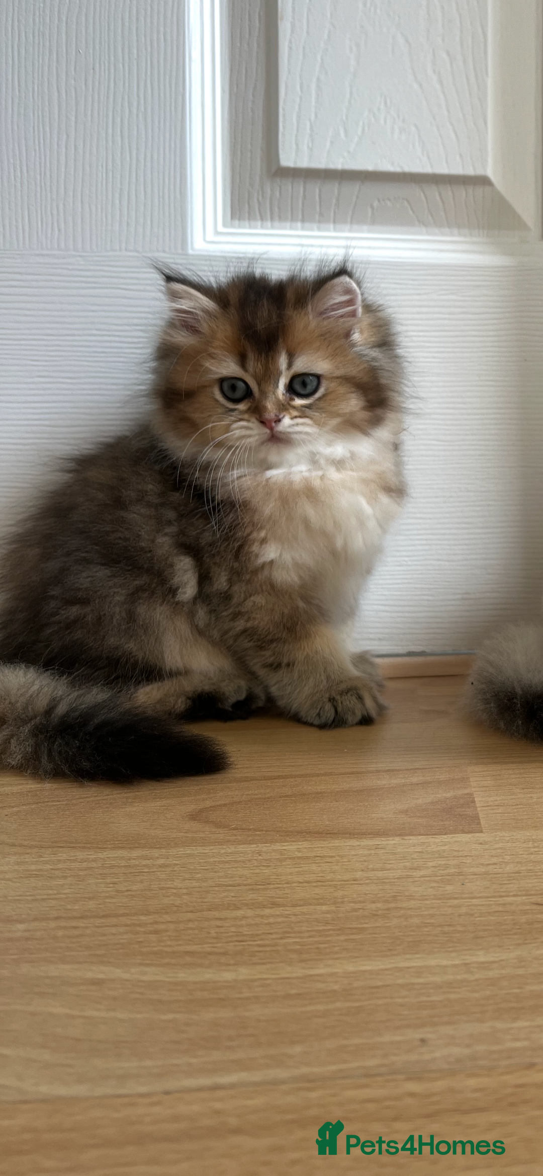 British Longhair cats for sale: Looking for a new family!!!!  - Image 12
