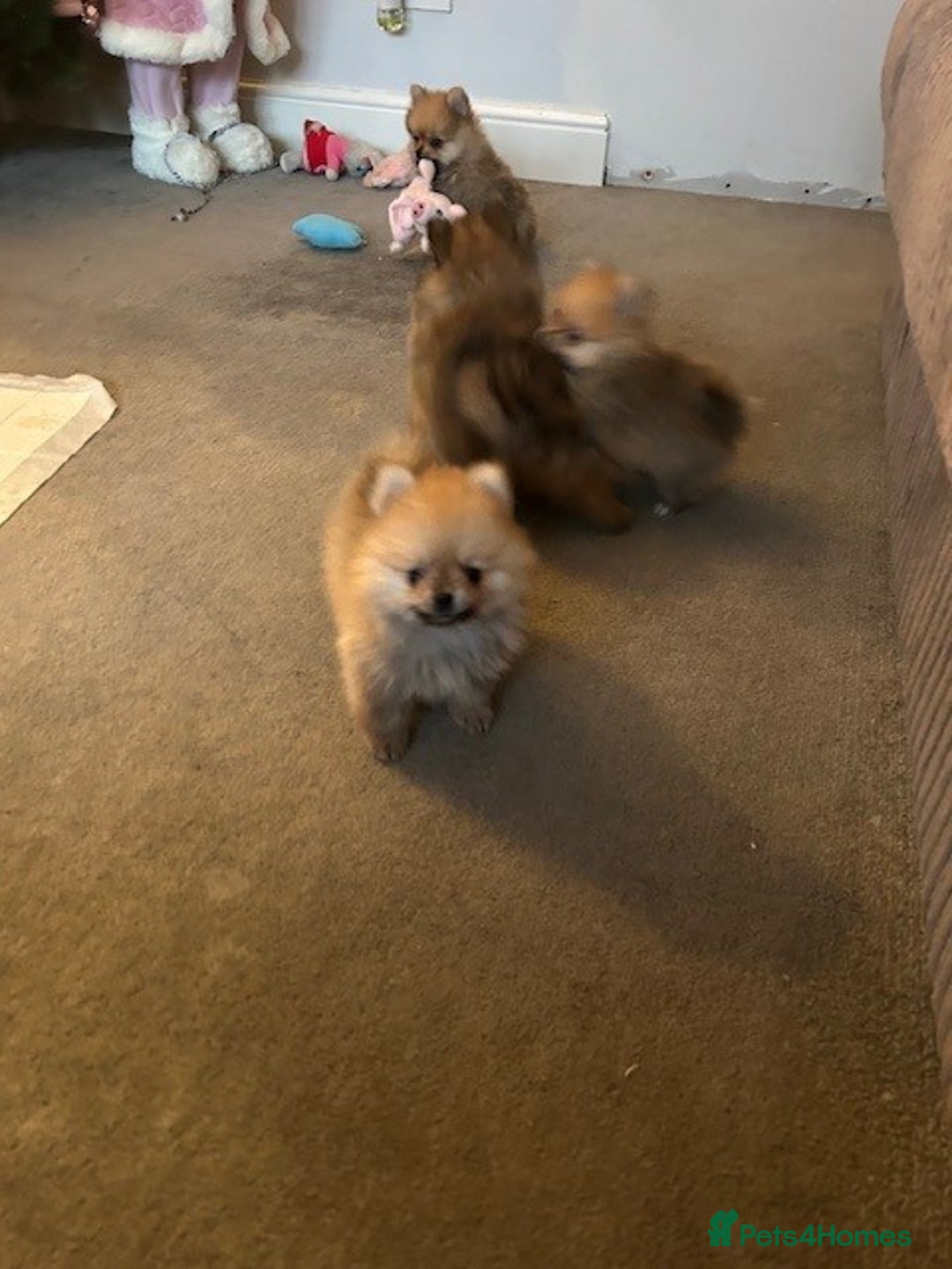 Pomeranian dogs for sale: Tiny Pomeranian Puppies - Advert 9