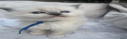 Ragdoll cats for sale: 🏆gccf ragdoll kittens outstanding pedigree lines  - Advert 15