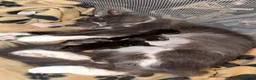 Maine Coon cats for sale: 🐾maine coon kittens - loving pet homes only🐾 - Advert 9