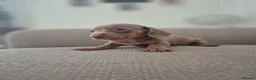 Miniature Dachshund dogs for sale: Miniature dashaund  - Advert 13