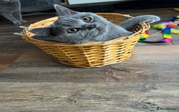 Brazilian Shorthair cats for sale: Last 2 BSH BOYS GCCF registered !!! - Image 4