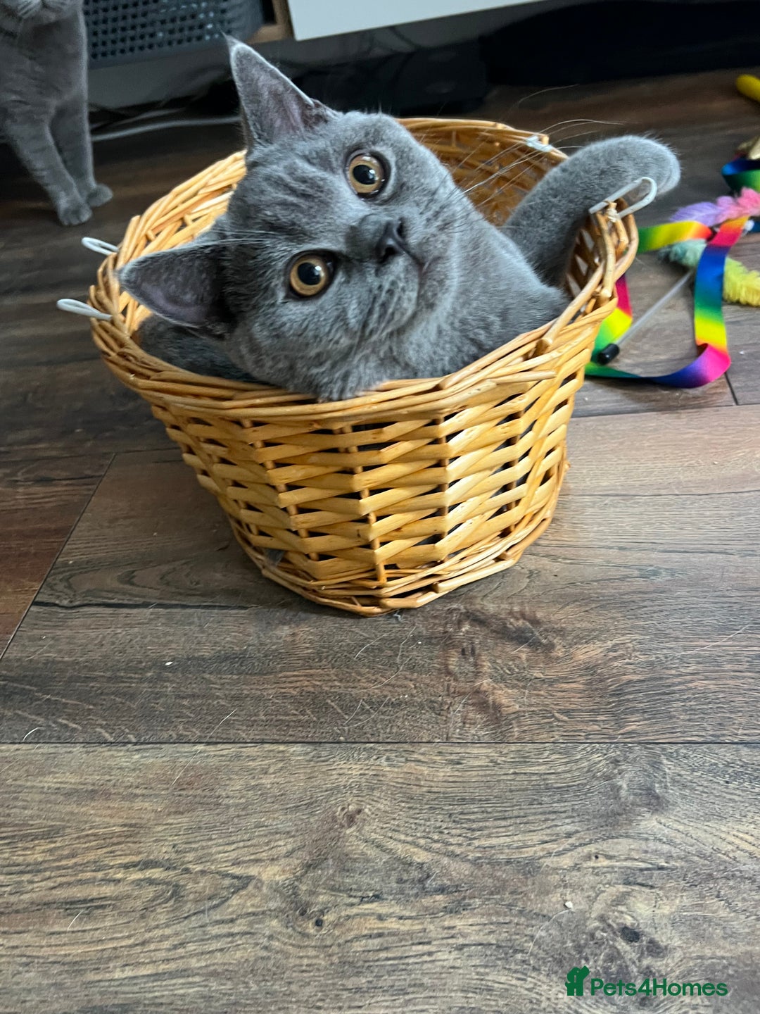 Brazilian Shorthair cats for sale: Last 2 BSH BOYS GCCF registered !!! - Image 4