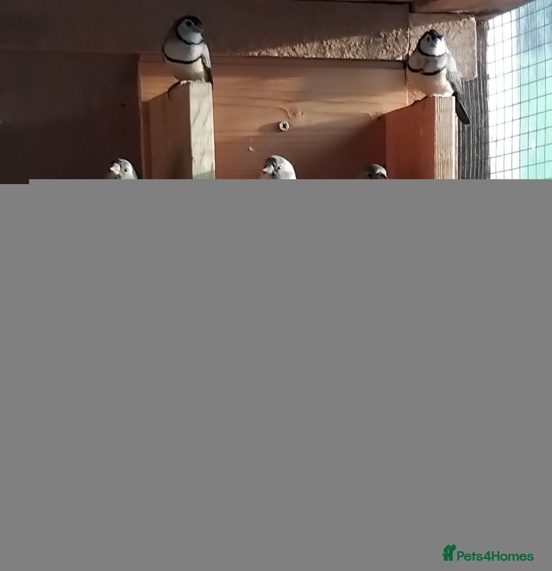 Finches birds for sale: Gouldian finch - Advert 3