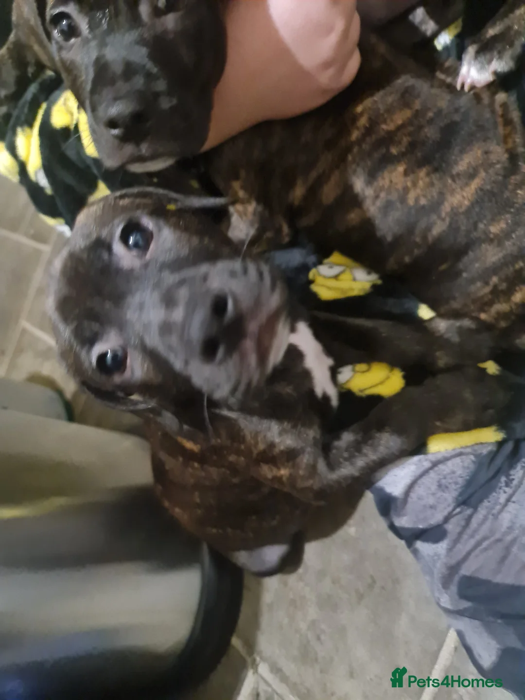 Staffordshire Bull Terrier dogs for sale: Classical staffy male pups - Advert 3