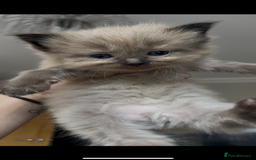 Ragdoll cats for sale: 5 Purebred kittens for SALE - Image 5