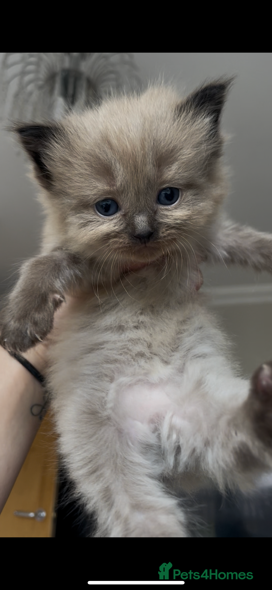 Ragdoll cats for sale: 5 Purebred kittens for SALE - Image 5