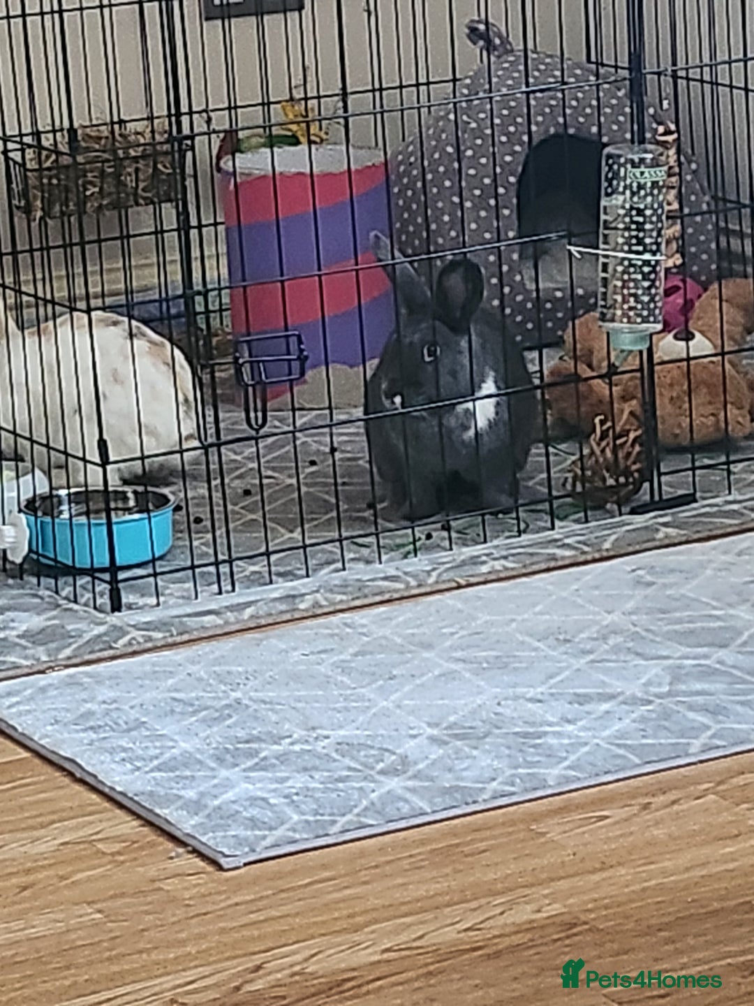 Mixed Breed rabbits for sale: 2 rabbits in need of forever home - Advert 7
