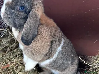 Mini Lop rabbits Re home mini lop free in Wolverhampton - Advert 1