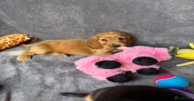 Cocker Spaniel dogs - Advert 1