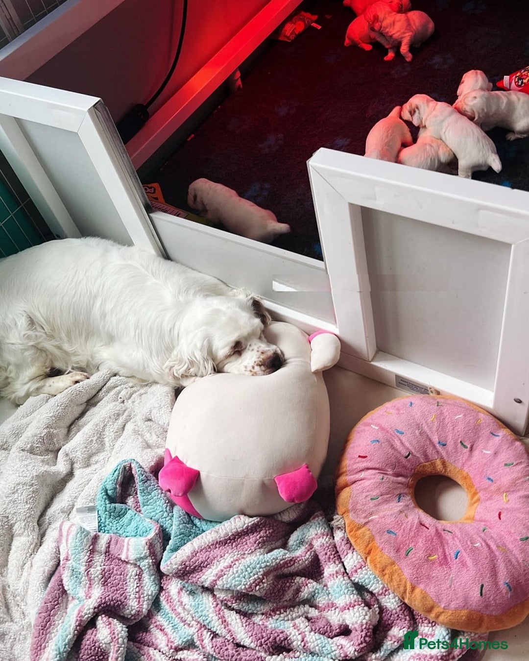 Clumber Spaniel dogs for sale: stunning litter of Clumber Spaniel puppies - Advert 5