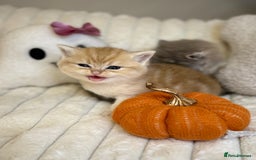 British Shorthair cats for sale: Affectionate lap cats health tested parents  - Image 5