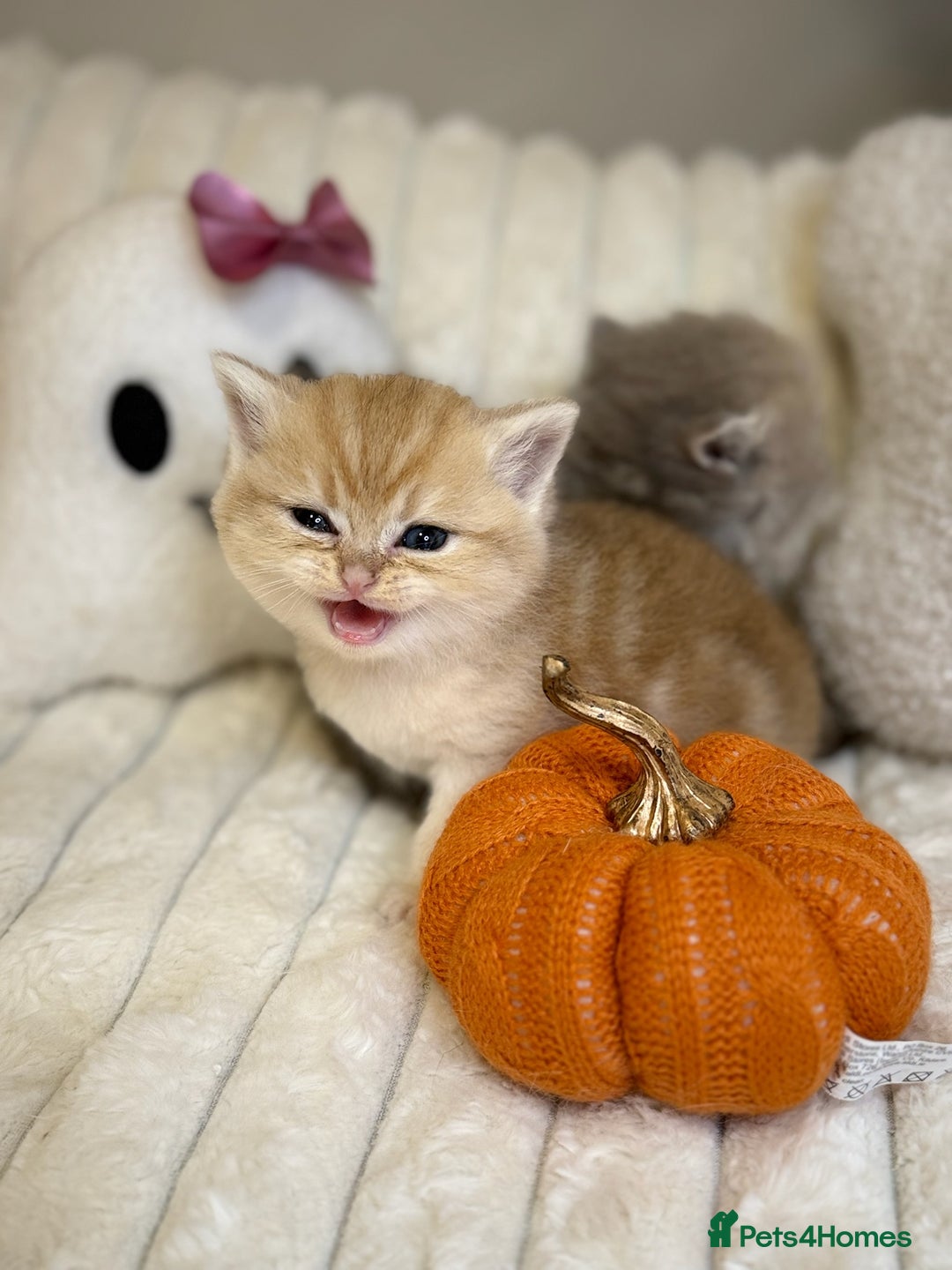 British Shorthair cats for sale: Affectionate lap cats health tested parents  - Image 5