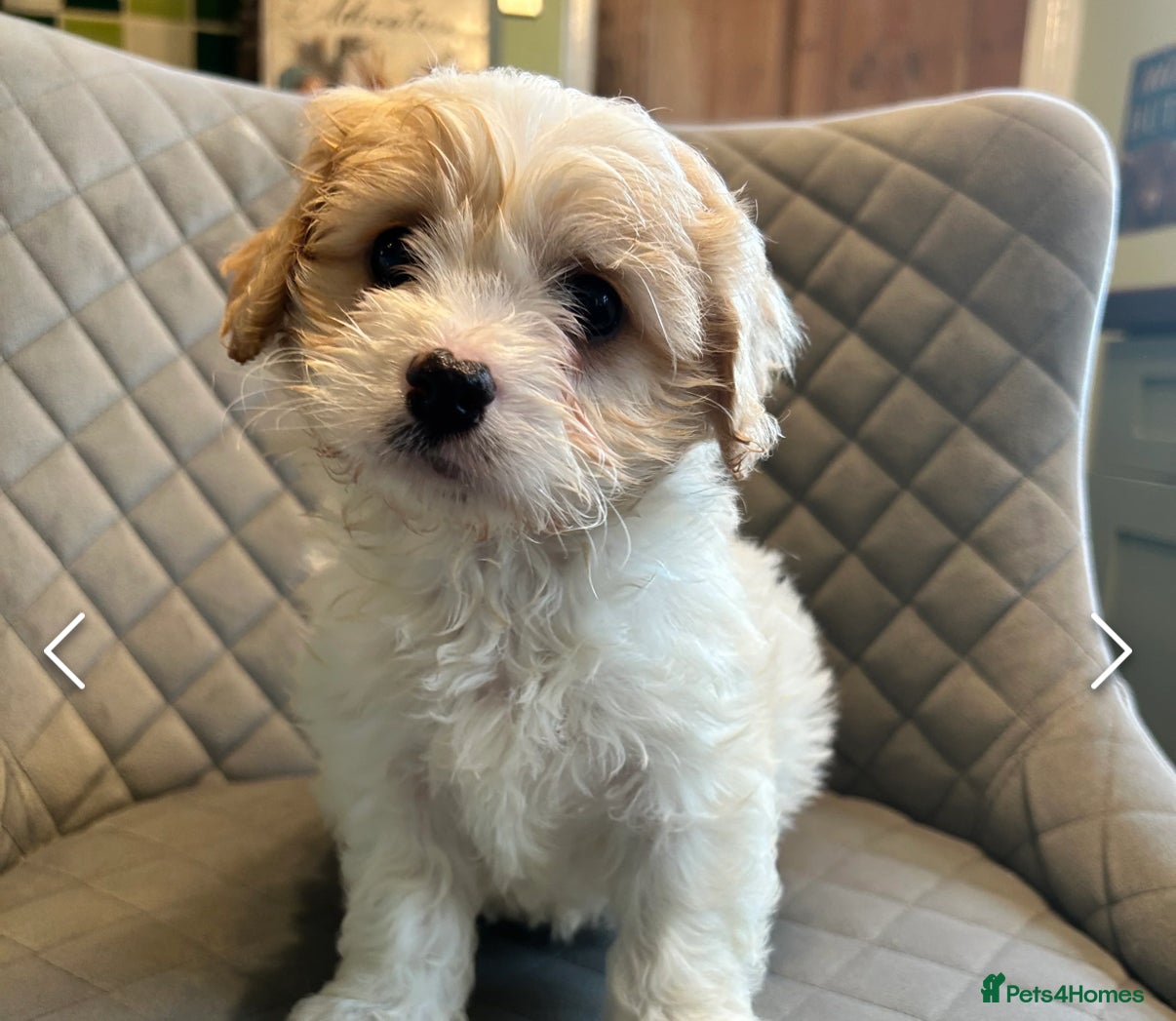 Cavapoo dogs Gorgeous Cavapoo Darlings  - Advert 18