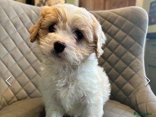 Cavapoo dogs Gorgeous Cavapoo Darlings - Advert 18