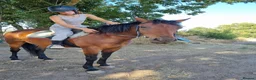 Welsh Section D horses for sale: Bartonhouse charlotte  - Advert 11