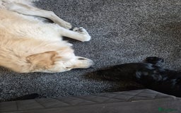 Mixed Breed dogs for sale: Stunning Litter of Labradoodle x Pyrenees - Advert 5