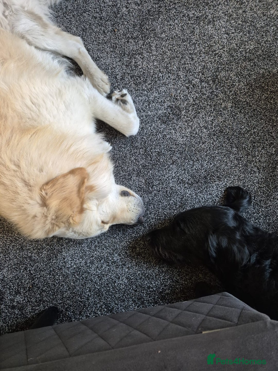 Mixed Breed dogs for sale: Stunning Litter of Labradoodle x Pyrenees - Advert 5