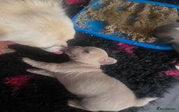 Chihuahua dogs for sale: Full pedigree Chihuahua puppies - Image 10