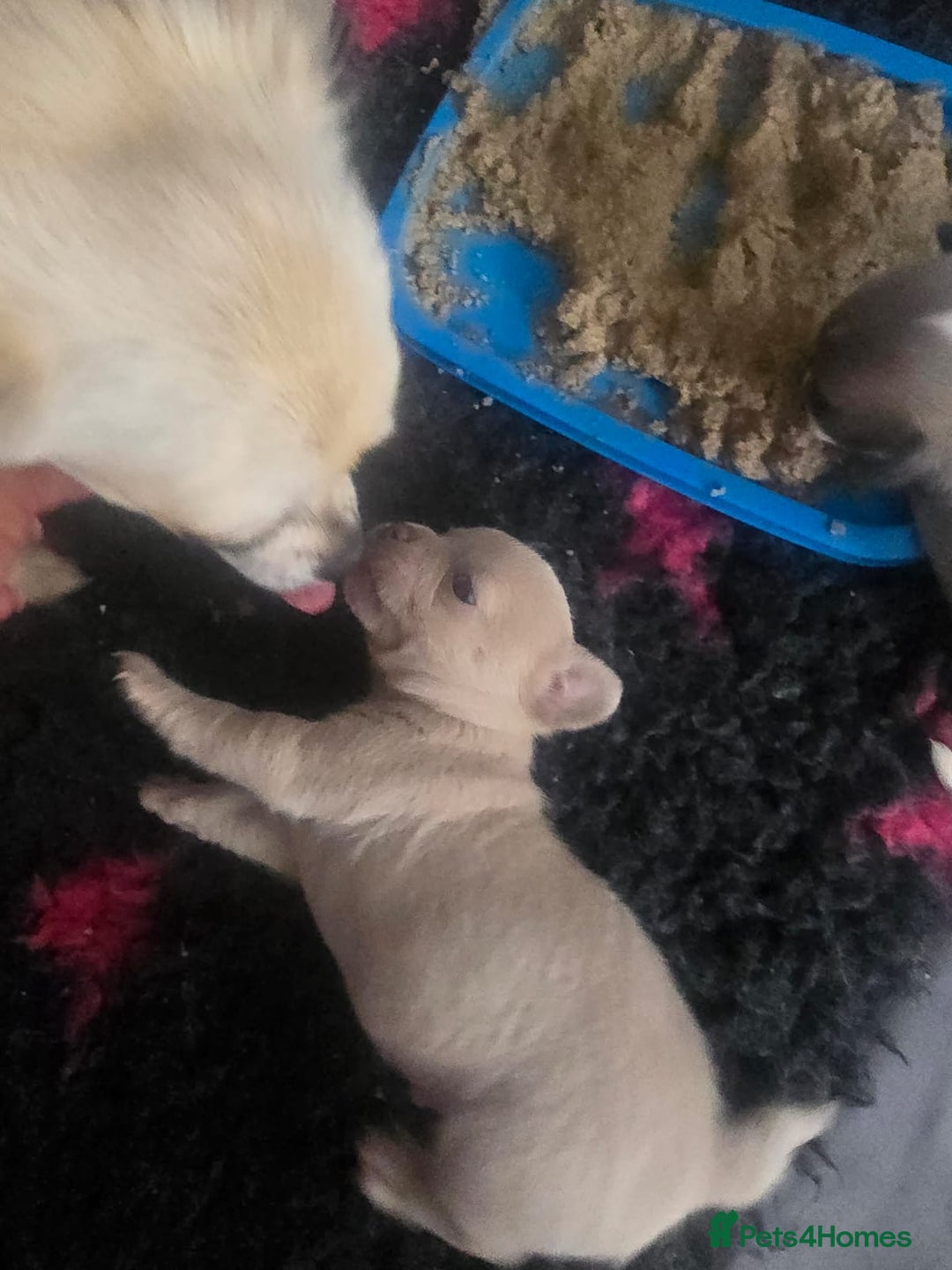 Chihuahua dogs for sale: Full pedigree Chihuahua puppies - Image 10