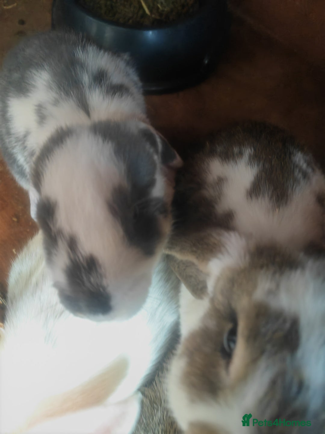 French Lop rabbits for sale: French lop  - Image 5