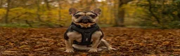 French Bulldog dogs for sale: Beautiful male french bulldog in London - Advert 2