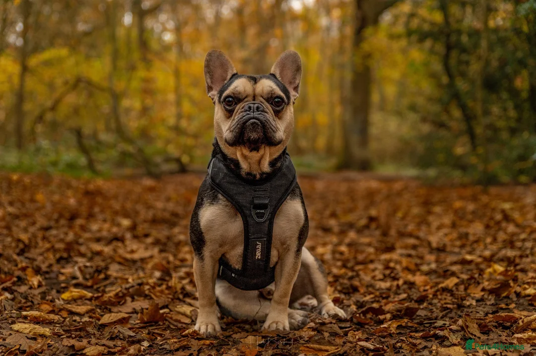 French Bulldog dogs for sale: Beautiful male french bulldog in London - Advert 2