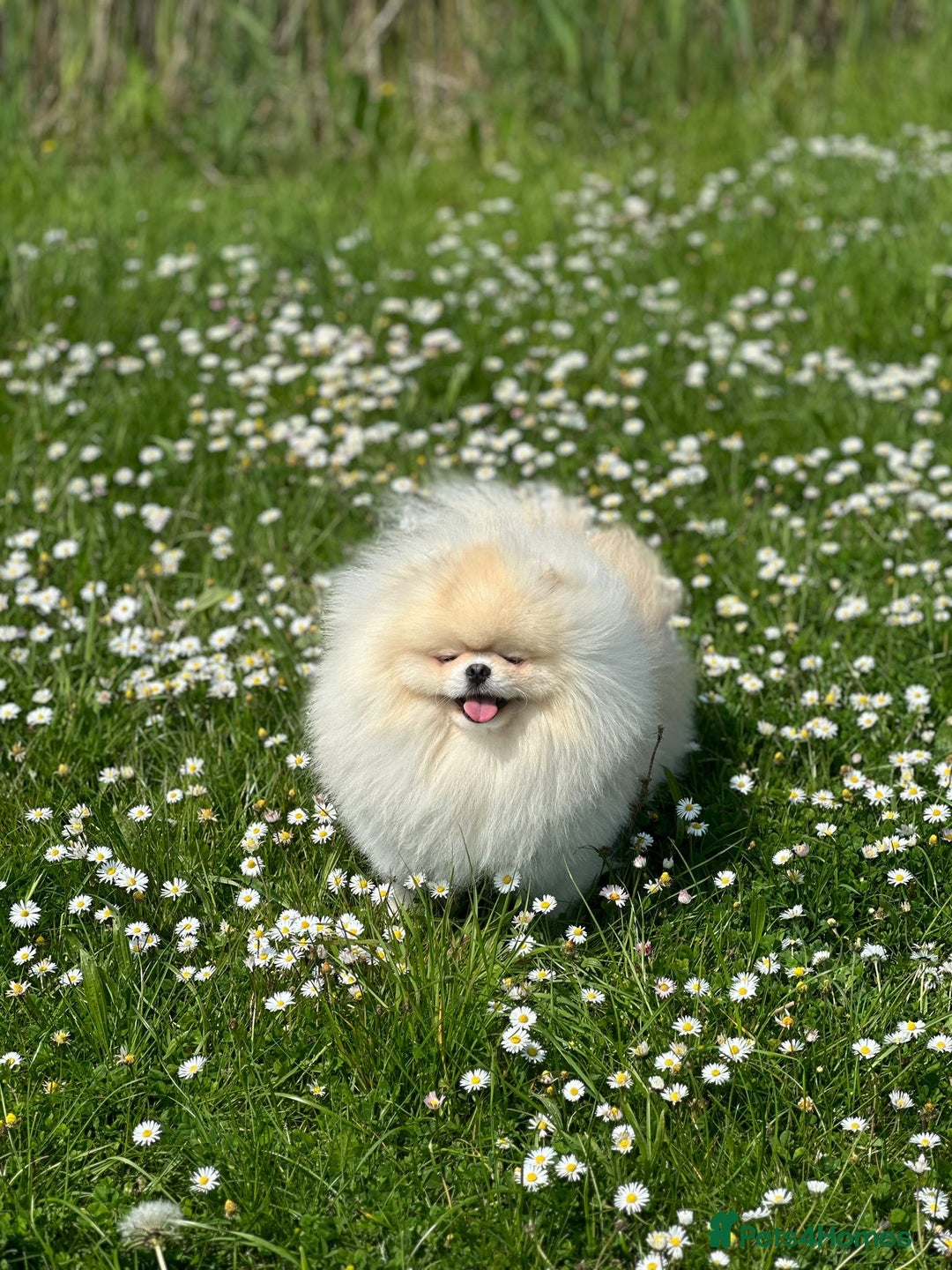 Pomeranian dogs for sale: 🌟 Your new best friend is waiting for you! 🌟 - Advert 5