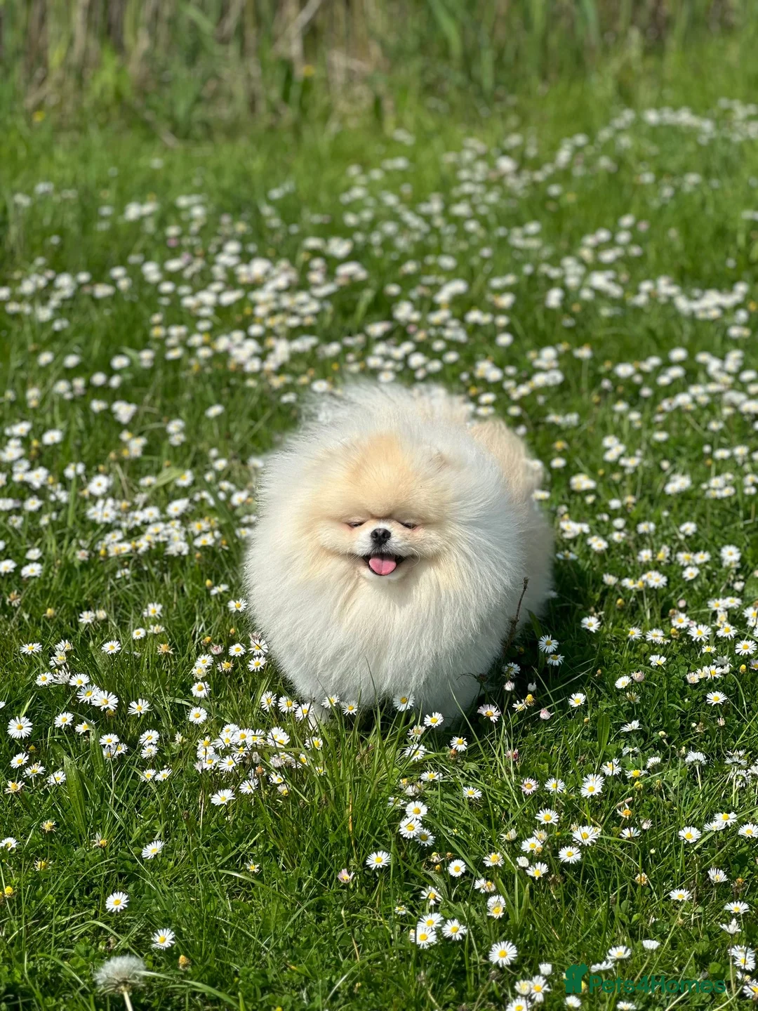 Pomeranian dogs for sale: 🌟 Your new best friend is waiting for you! 🌟 - Advert 5