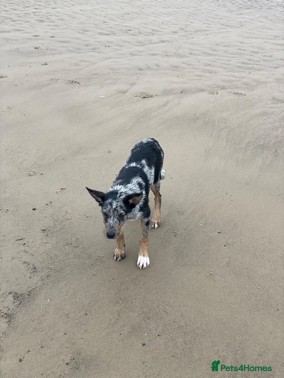 Australian Kelpie dogs for adoption: Binky - Advert 2