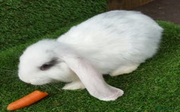 French Lop rabbits for sale: Giant French Lop Planned Litters - Vaccinated   - Image 15