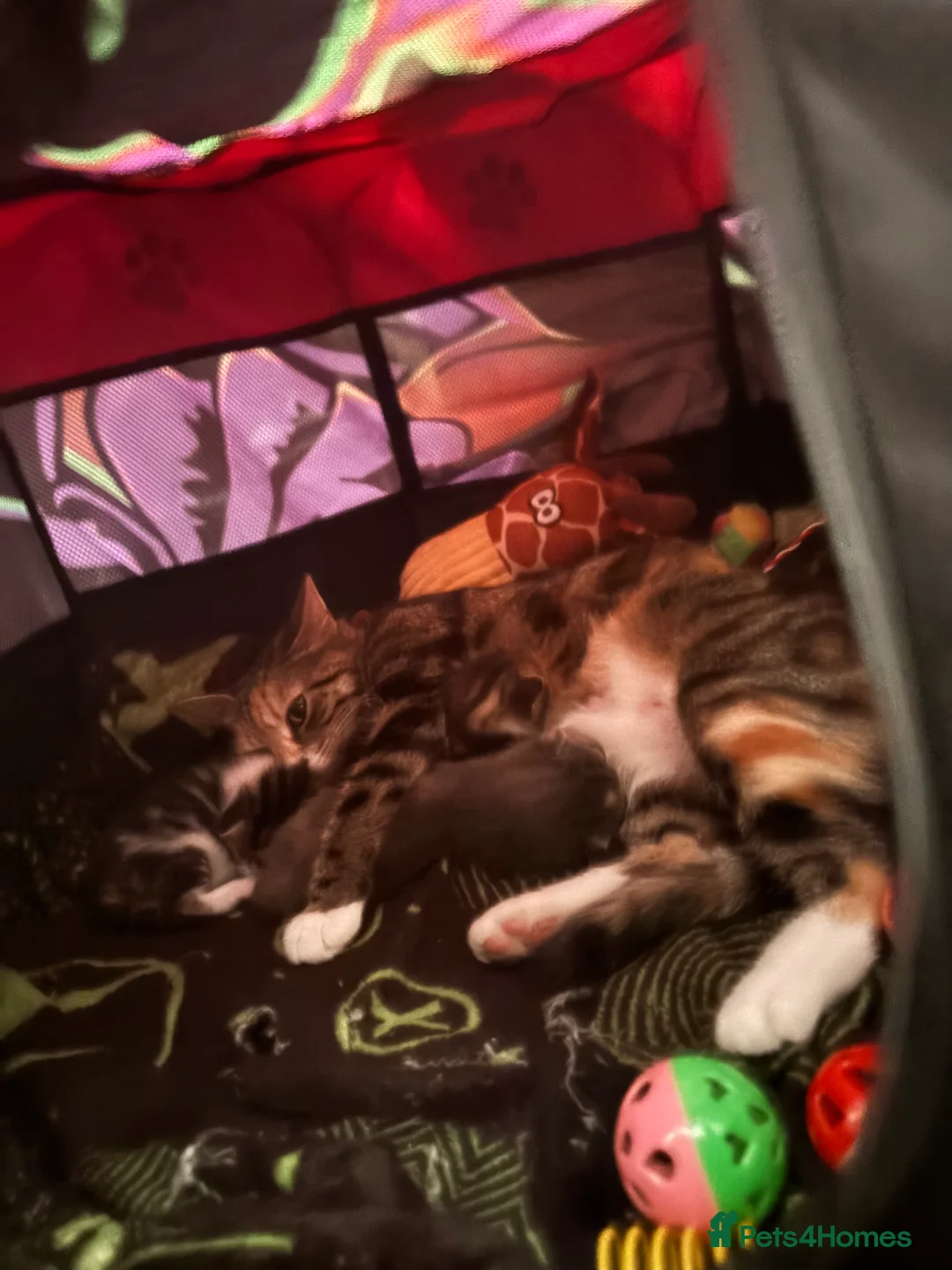 Mixed Breed cats for sale: 2 male kittens - Advert 2