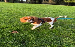 Cavalier King Charles Spaniel dogs for sale: 8 Month Old Girl  - Advert 5