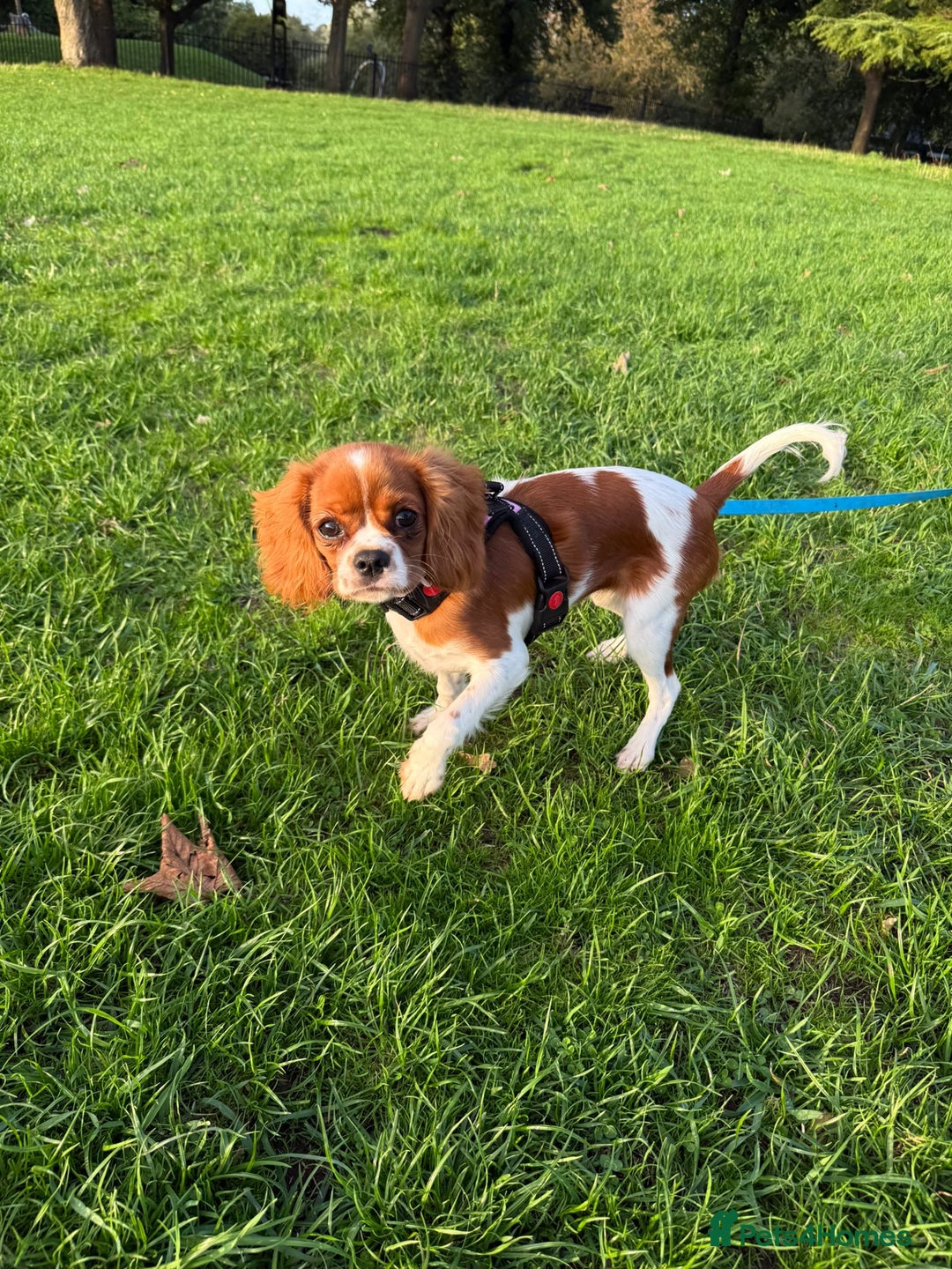 Cavalier King Charles Spaniel dogs for sale: 8 Month Old Girl  - Advert 5