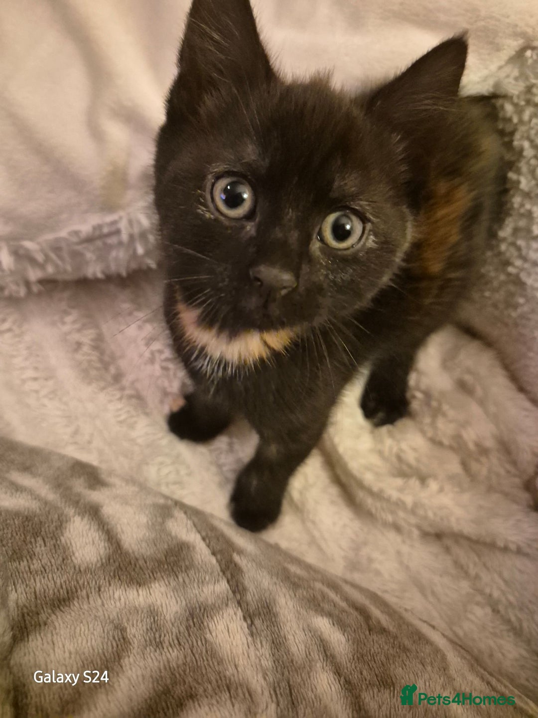 Mixed Breed cats for sale: Only 1 beautiful girl looking new family  - Advert 2