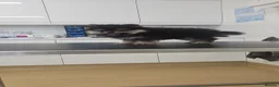 Pomeranian dogs for sale: Stunning minature poms, With cute teddy bear faces - Advert 3
