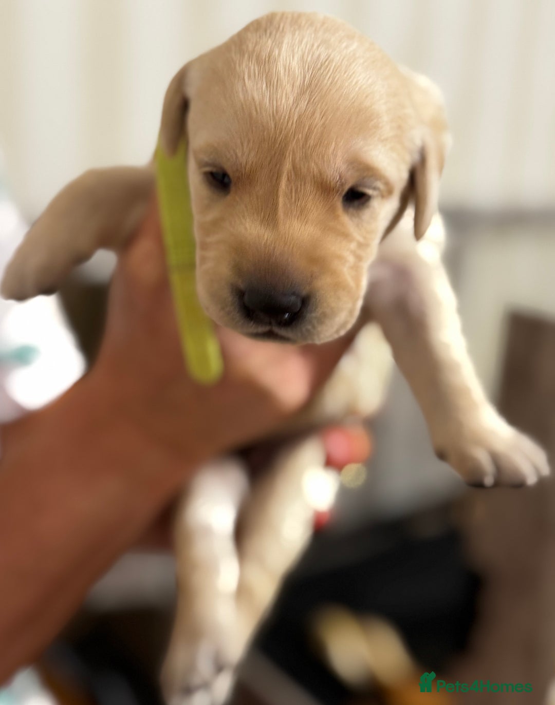 Labrador Retriever dogs for sale: Stunning, White/Yellow KC Registered Labrador Pups - Image 33