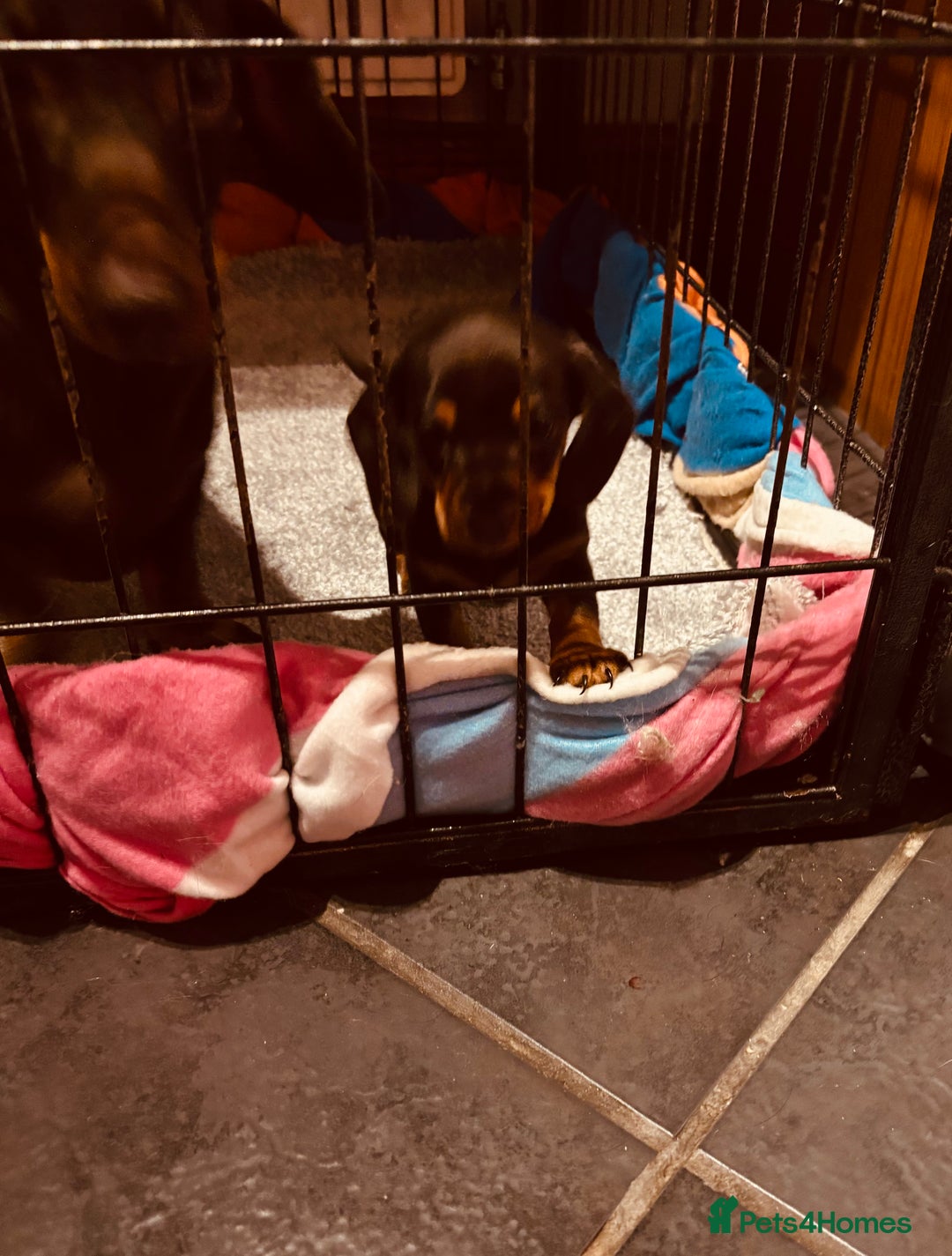 Miniature Dachshund dogs for sale: Stunning Smooth coat mini dashy girl available - Advert 8