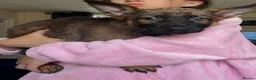 German Shepherd dogs for sale: German Shepherd Puppies For Sale – Ready Now in Doncaster - Advert 9